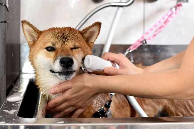 犬がシャンプーを嫌う理由