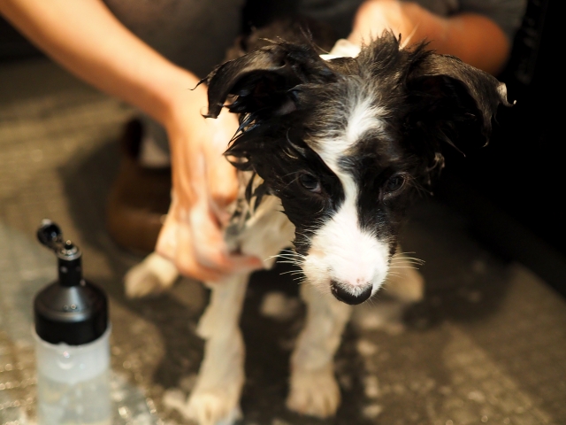 犬がシャンプーを嫌がる