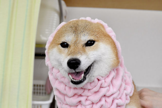 犬のシャンプー後の乾かし方